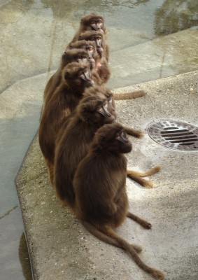 19.03.2009 wilhelma 469-2.jpg