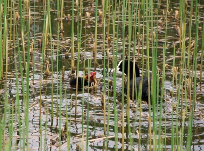 01.05.09 072-hohenheim.jpg