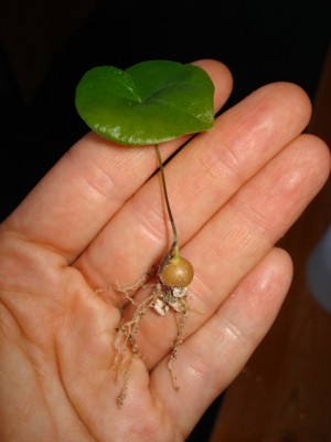 2 monate alter Keimling.jpg