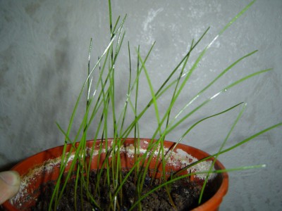 Juni 2009 008.JPG