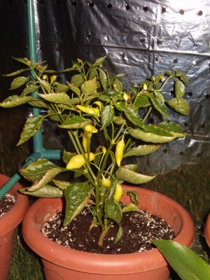 HPIM6008.JPG