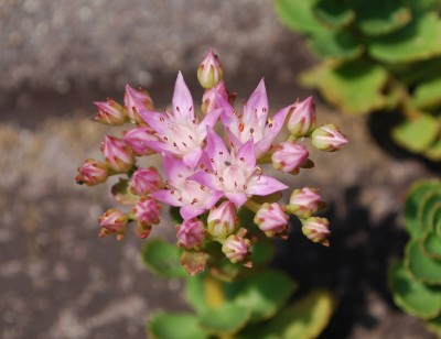 Sedum.jpg