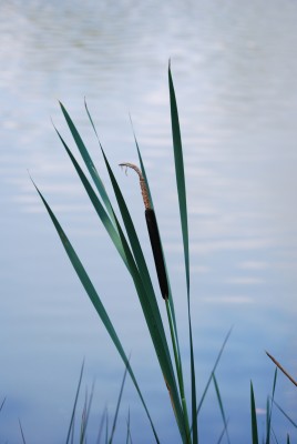 Rohrkolbenschilf.jpg