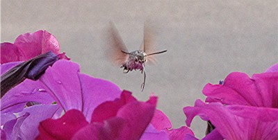 IMG_0118.JPG