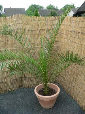 phoenix_canariensis.jpg