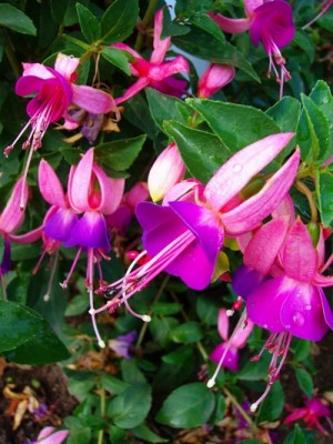 Fuchsie.JPG