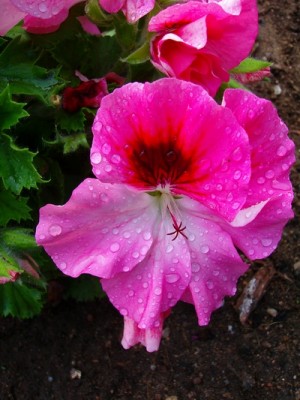Pelargonie.JPG