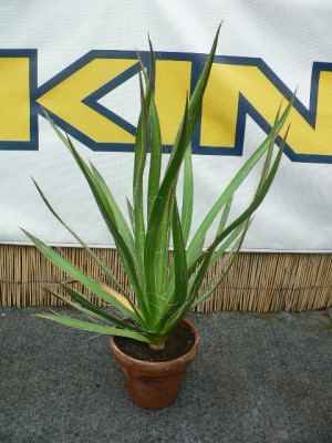 agave_filitera.jpg