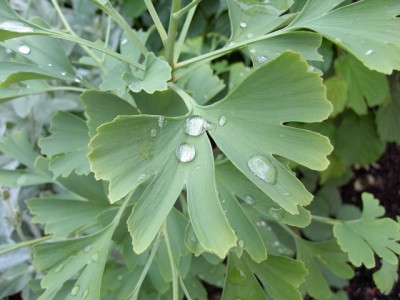 Ginkgo biloba.JPG