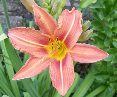 Taglilie - Hemerocallis fulva 03.06.07.JPG