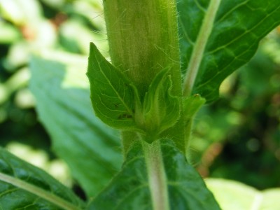 DSCF3209.JPG