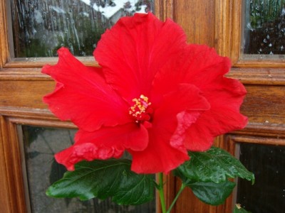 Hibiskus-rot-1.JPG