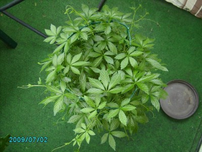 PICT0421.JPG