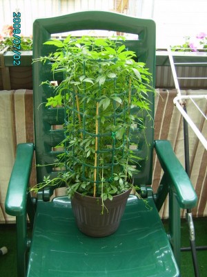 PICT0420.JPG