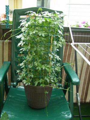 PICT0419.JPG