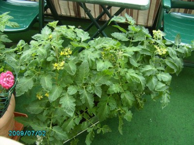 PICT0424.JPG