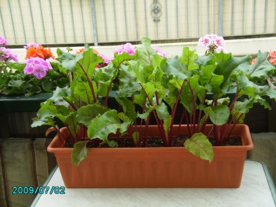 PICT0423.JPG