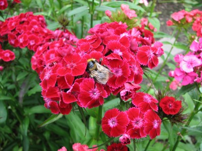 IMG_0252.JPG