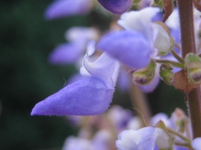 IMG_6740.JPG