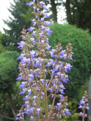 IMG_6736.JPG