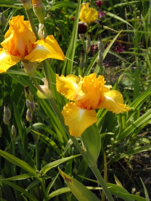 IMGP0247_Bildgröße ändern.JPG