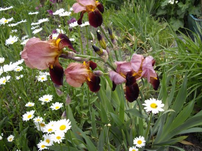 IMGP0197_Bildgröße ändern.JPG