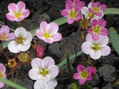 IMGP0195_Bildgröße ändern.JPG