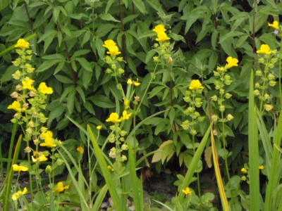 IMGP0419_Bildgröße ändern.JPG