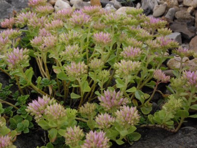 IMGP0416_Bildgröße ändern.JPG