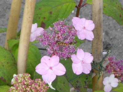 IMGP0452_Bildgröße ändern.JPG