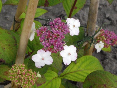 IMGP0414_Bildgröße ändern.JPG