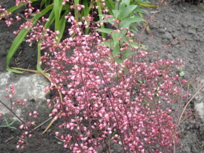 IMGP0403_Bildgröße ändern.JPG