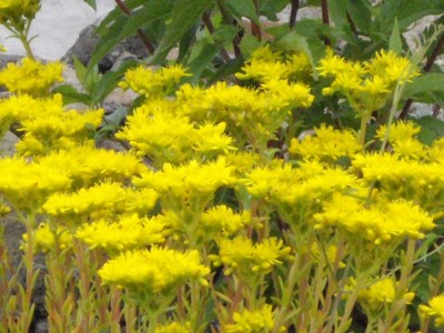 IMGP0402_Bildgröße ändern.JPG