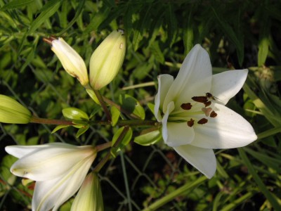 IMGP0445_Bildgröße ändern.JPG