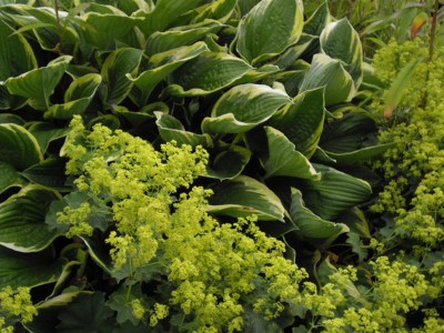 IMGP0417_Bildgröße ändern.JPG