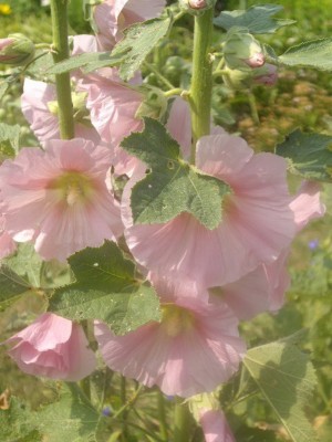 IMGP0469_Bildgröße ändern.jpg