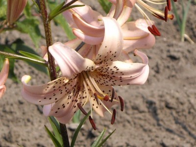 IMGP0450_Bildgröße ändern.JPG