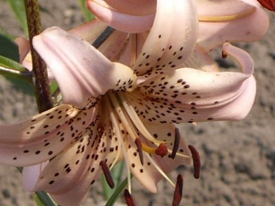 IMGP0449_Bildgröße ändern.JPG