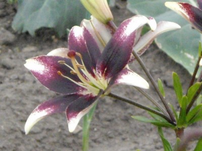 IMGP0411_Bildgröße ändern.JPG