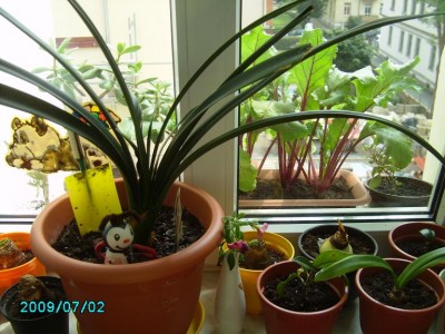 PICT0430.JPG