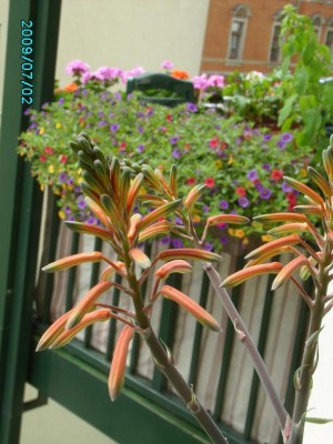 PICT0428.JPG