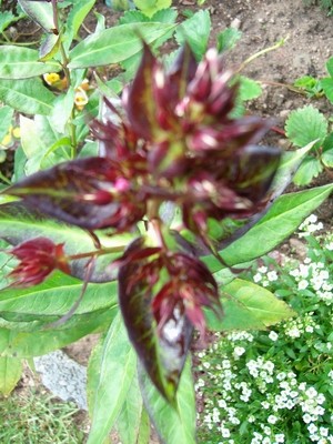 Phlox-1.JPG
