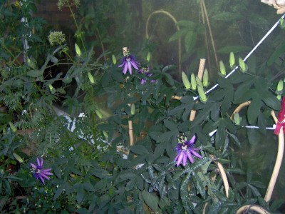 passionspflanze 003.jpg