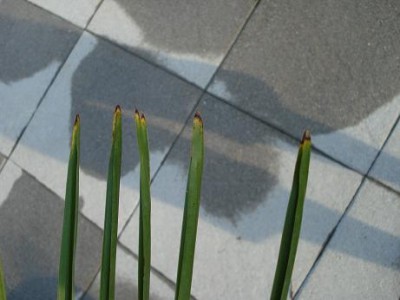Palme spitzen.JPG