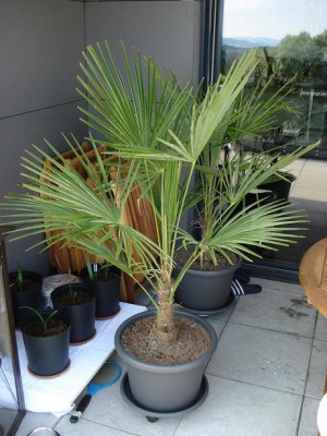 Palme.JPG