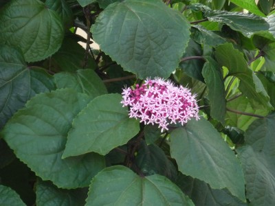 P1010665.jpg
