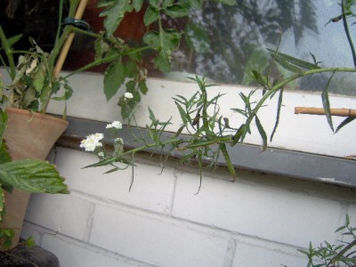 marienkäferlarve 003.jpg