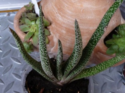 P1000990_600_450.jpg