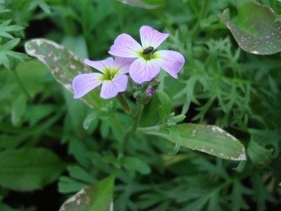 Sommerblumen 11.jpg