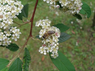Cotoneaster mit Biene.jpg